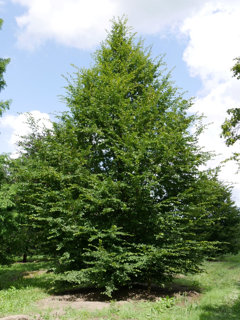 Carpinus Betulus Charme Commun Charme D Europe Van Den Berk P pini res carpinus-betulus-charme-commun-charme-d-europe-van-den-berk-p-pini-res