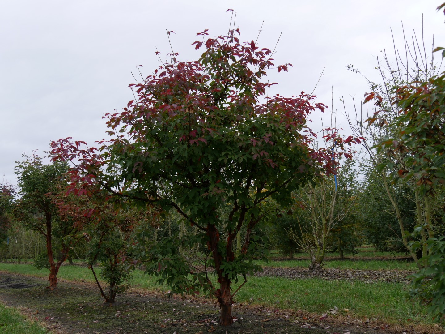 Acer griseum Érable gris Van den Berk Pépinières