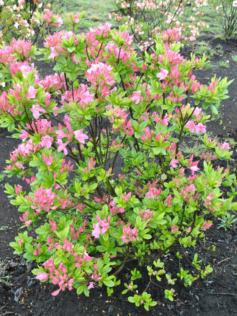 Rhododendron (AV) 'Rosata' Rhododendron (AV) 'Rosata' Van den Berk