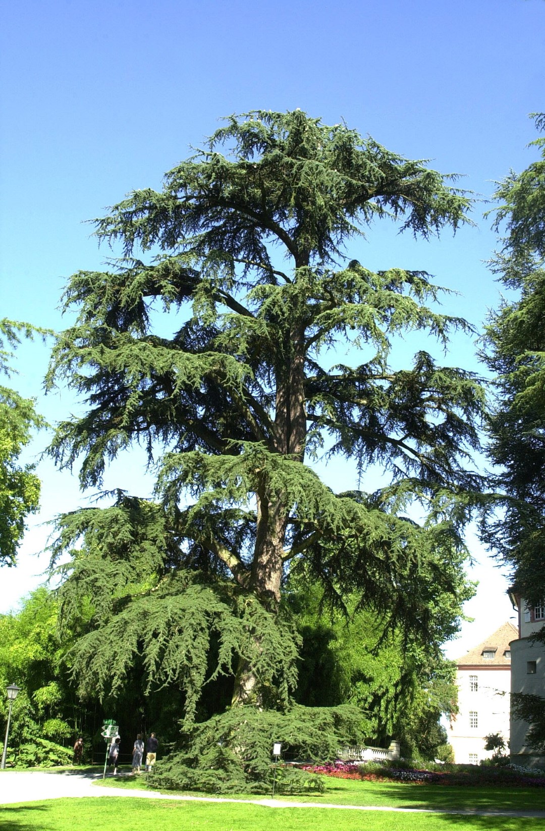 cedrus