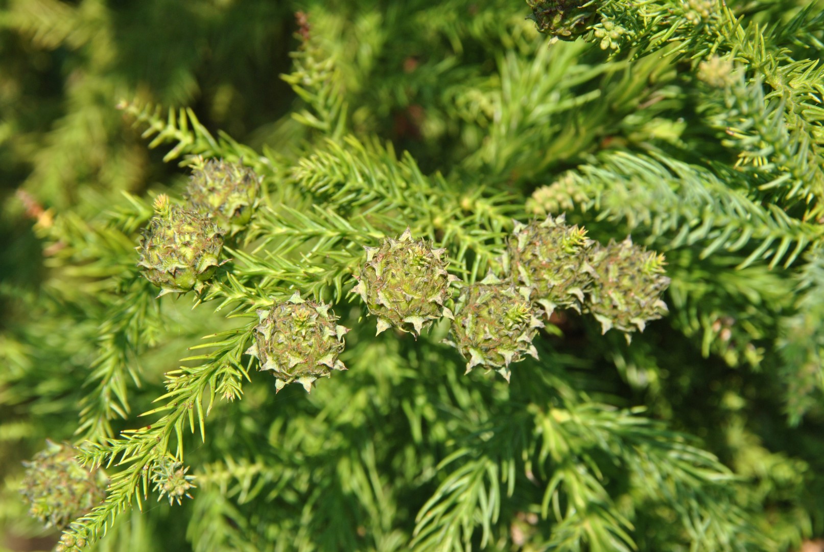 Huile Essentielle De Cryptomeria Japonica (Cèdre Du Japon) Oshadhi - 5 Ml, Sauvage, Neuve