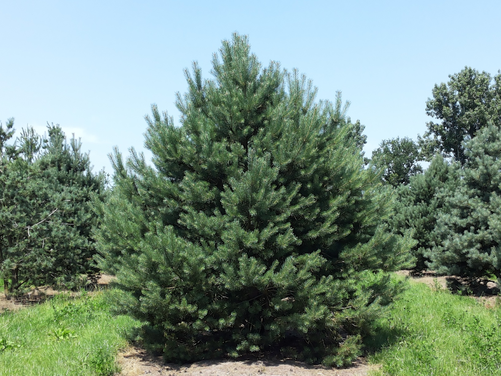 Arbre nuage japonais Pinus sylvestris Norsky