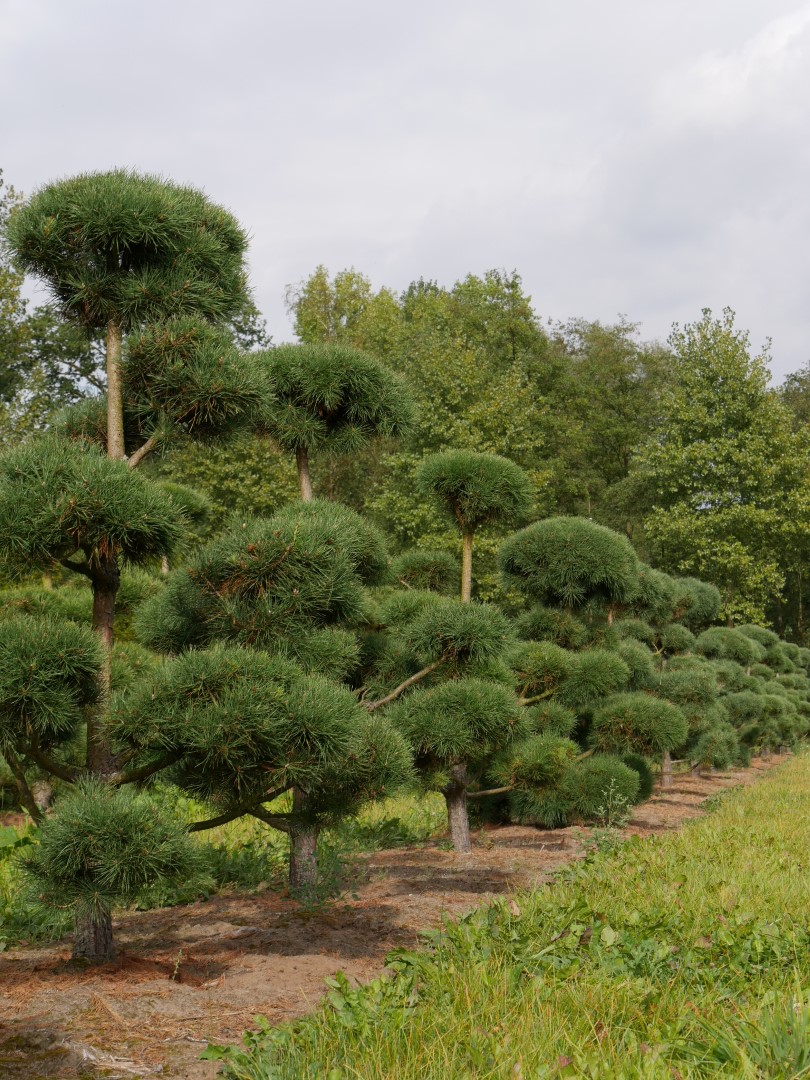 Arbre nuage japonais Pinus sylvestris Norsky