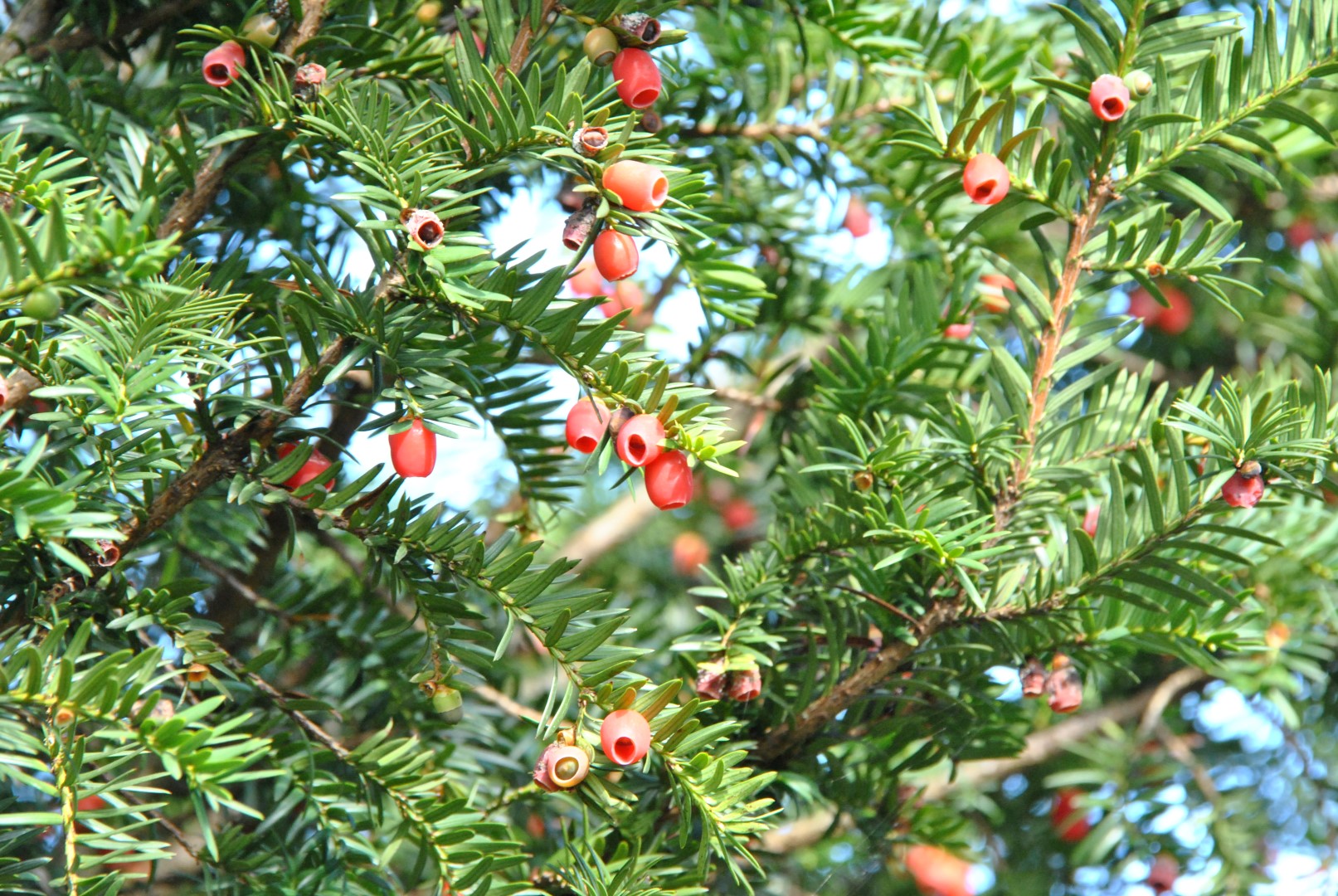 Taxus Baccata If Commun Van Den Berk P pini res