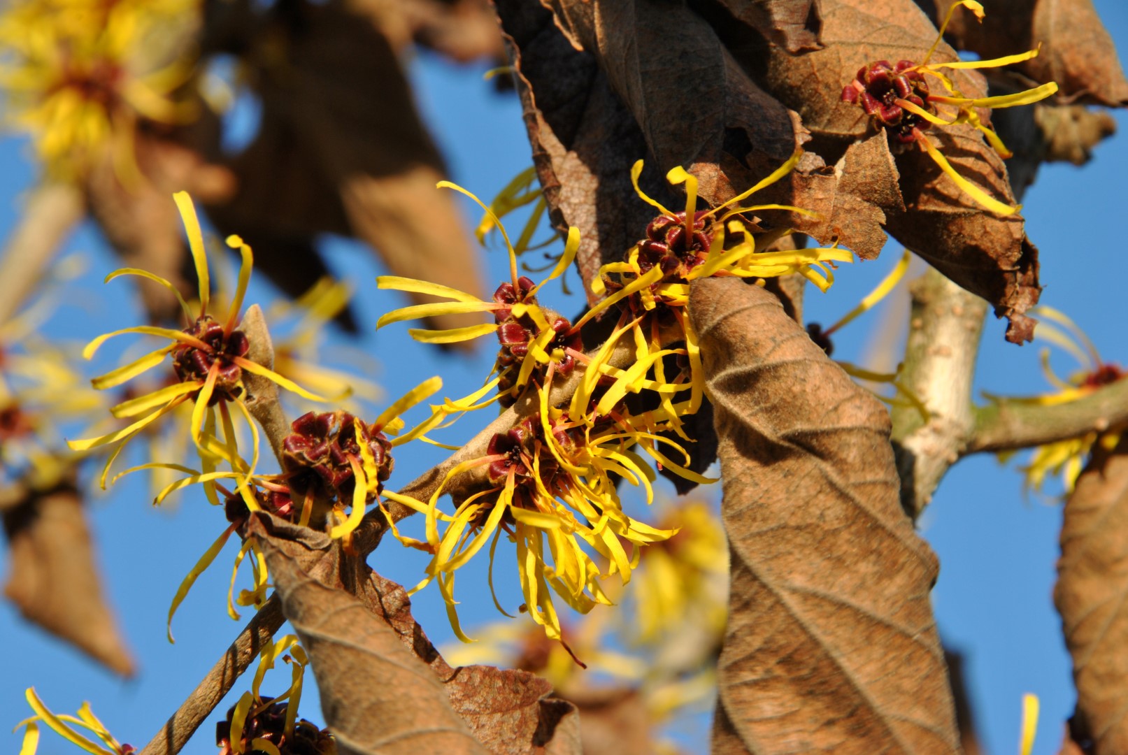 Hamamelis x intermedia Westerstede 9 cm achats avantageux sur