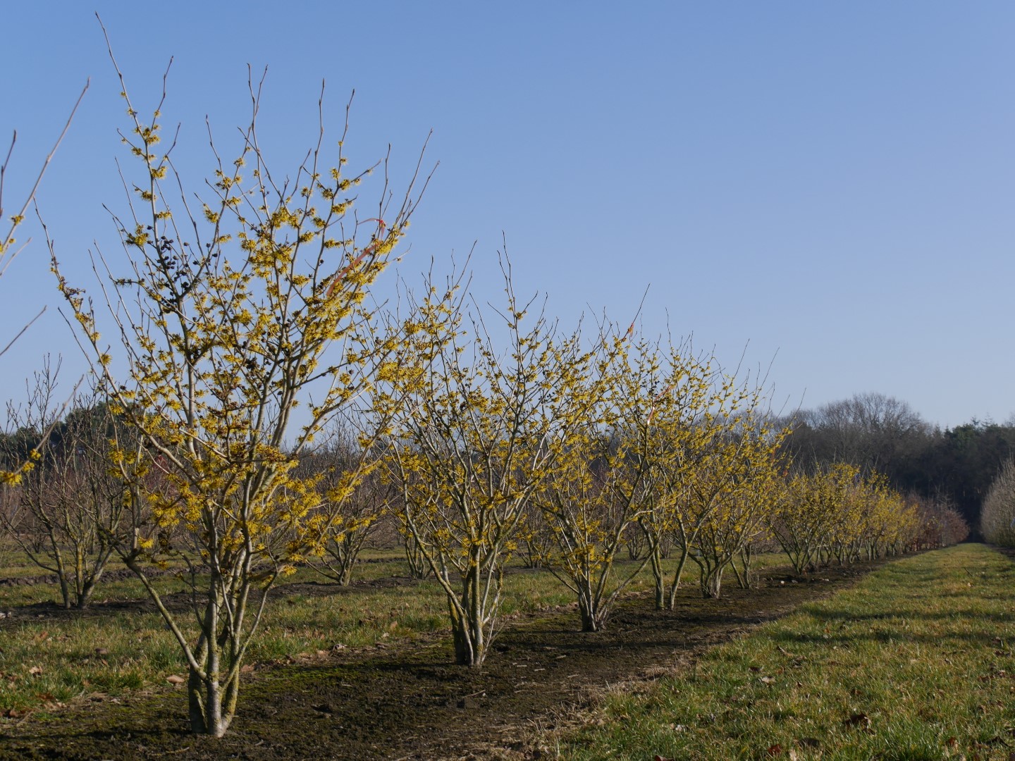 Hamamelis x intermedia Westerstede 9 cm achats avantageux sur