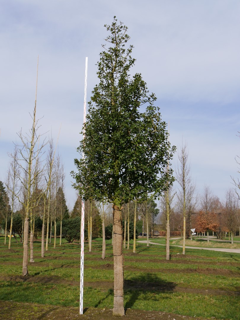 Feuille de houx (Ilex aquifolium), coupe transversale du limbe (x20)