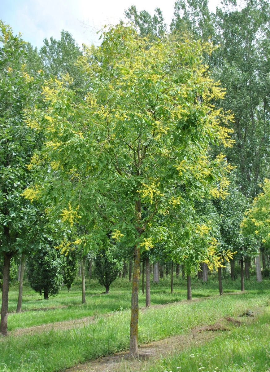 Koelreuteria Paniculata Savonnier De Chine Van Den Berk P pini res koelreuteria-paniculata-savonnier-de-chine-van-den-berk-p-pini-res