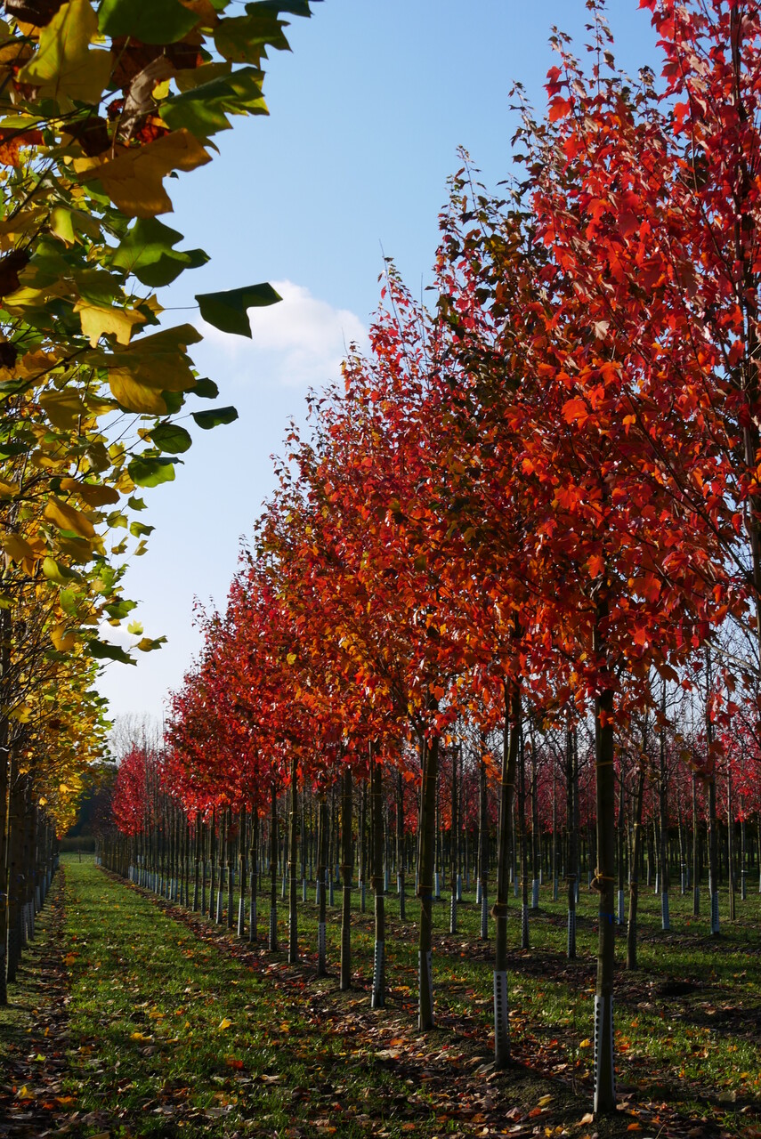 Acer Rouge Acer rubrum | Érable rouge - Van den Berk Pépinières