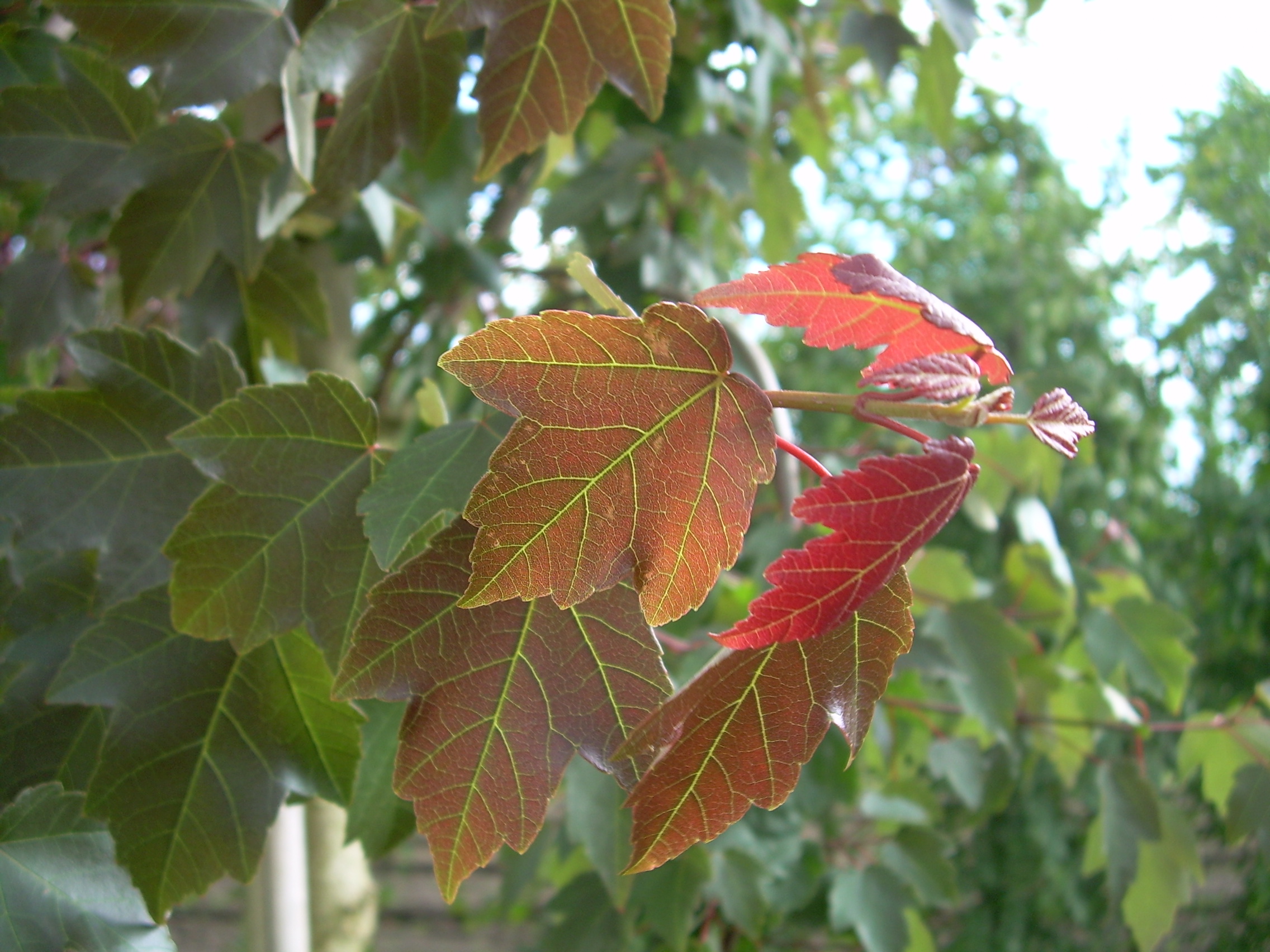 Acer rubrum SUMMER RED ('HOSR')  Acer rubrum SUMMER RED ('HOSR') - Van den  Berk Pépinières