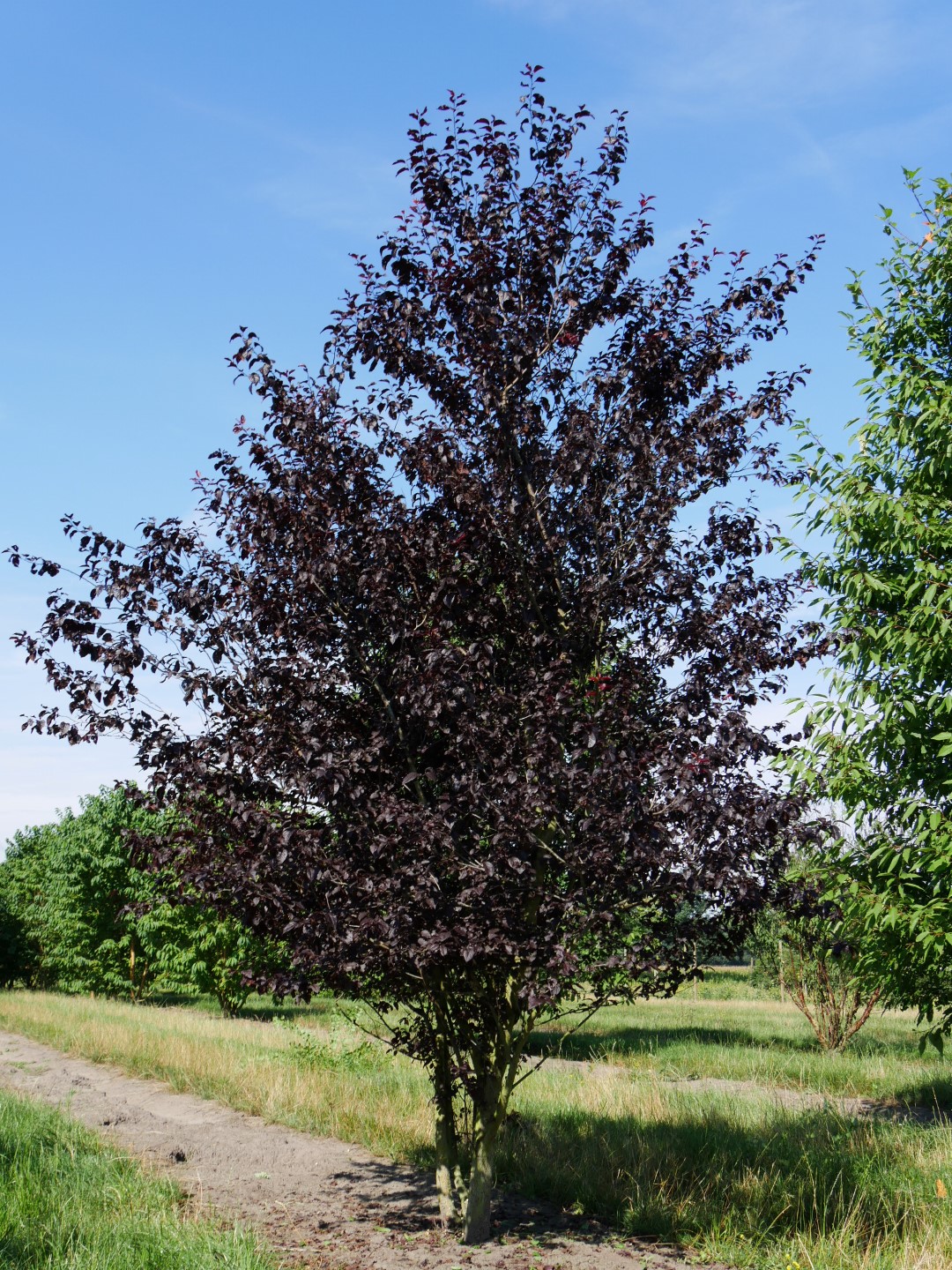 Arbres à Feuilles Pourpres