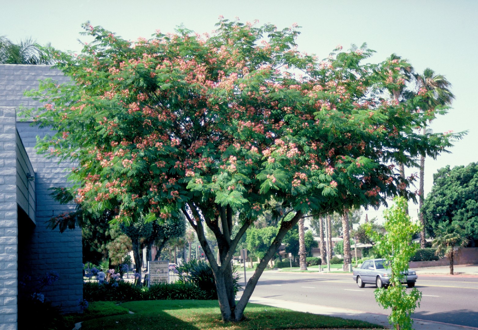 Albizia Julibrissin Albizia Julibrissin Van Den Berk P pini res Albizia Julibrissin Albizia Julibrissin Van Den Berk P pini res