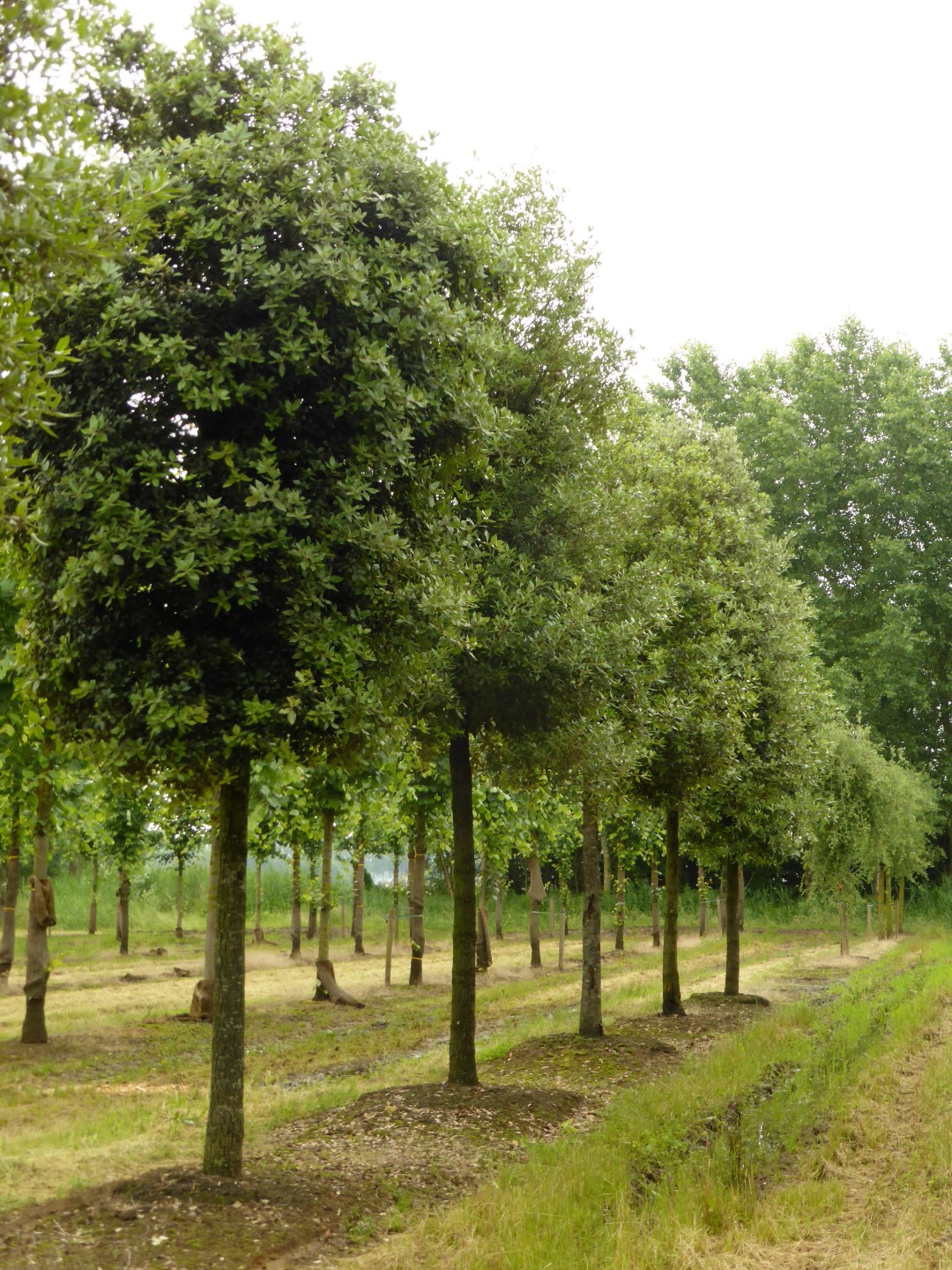 Quercus ilex Chêne vert, Chêne Yeuse Van den Berk Pépinières