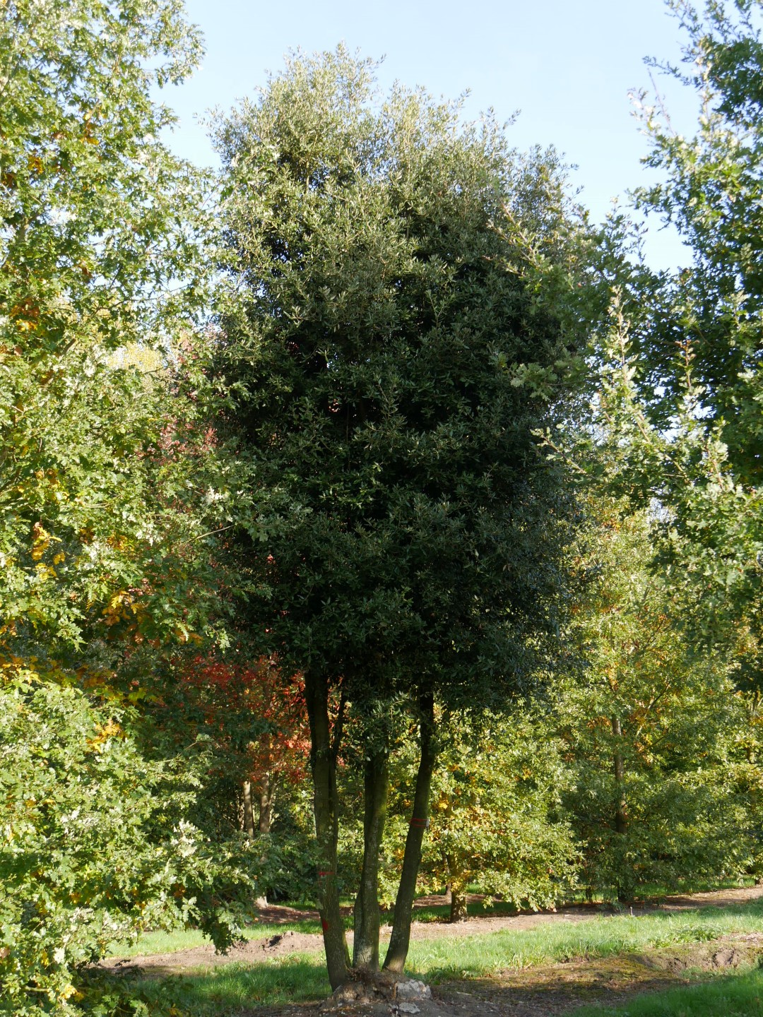 Quercus ilex Chêne vert, Chêne Yeuse Van den Berk Pépinières