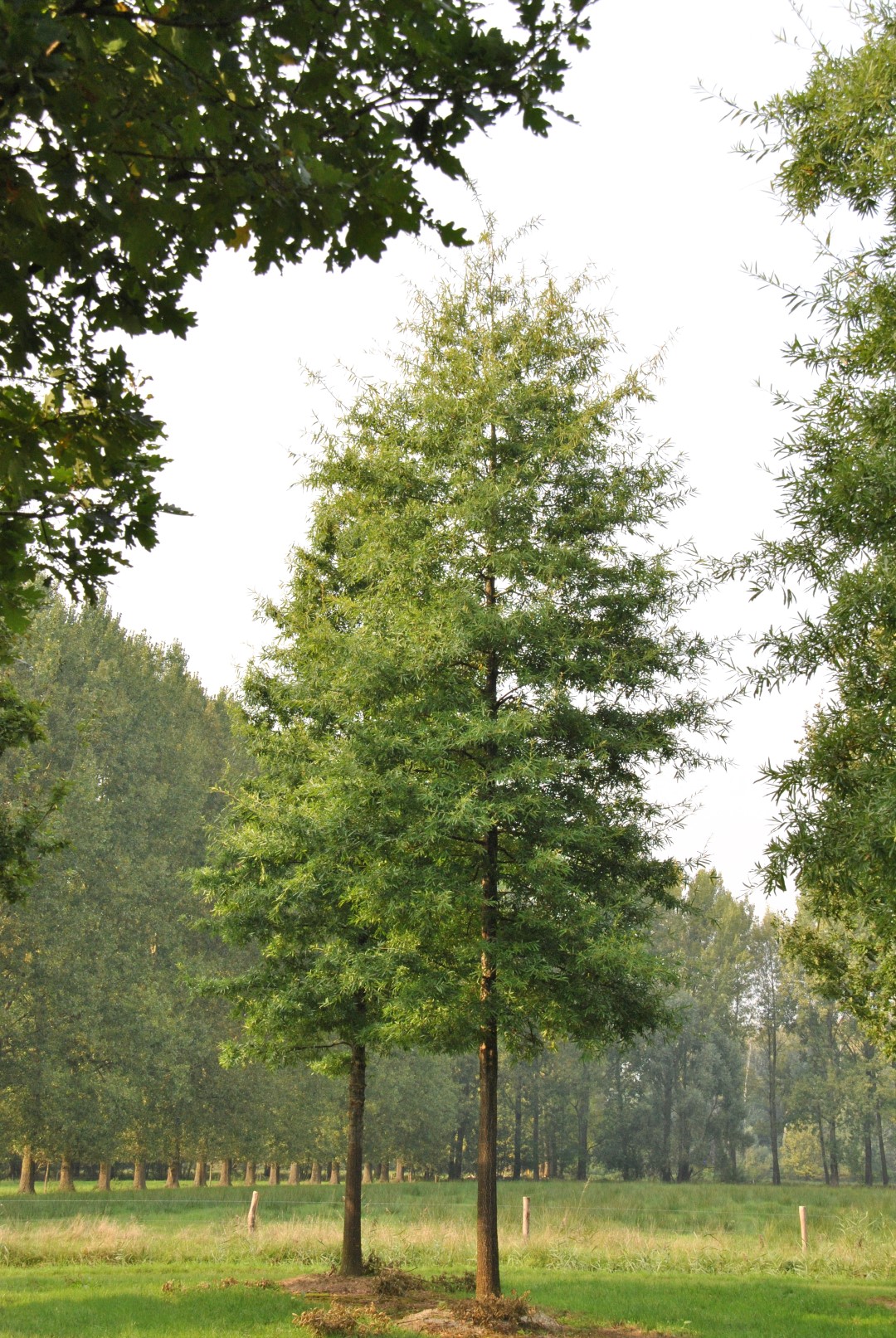 Quercus phellos Chêne à feuilles de saule Van den Berk Pépinières
