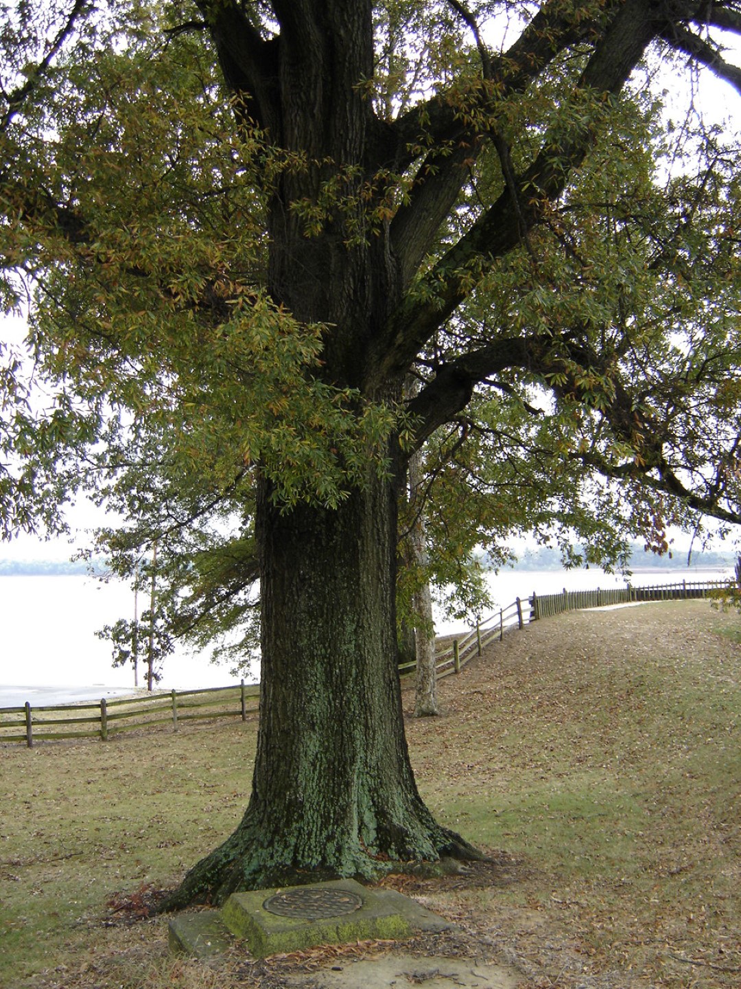 Quercus phellos Chêne à feuilles de saule Van den Berk Pépinières