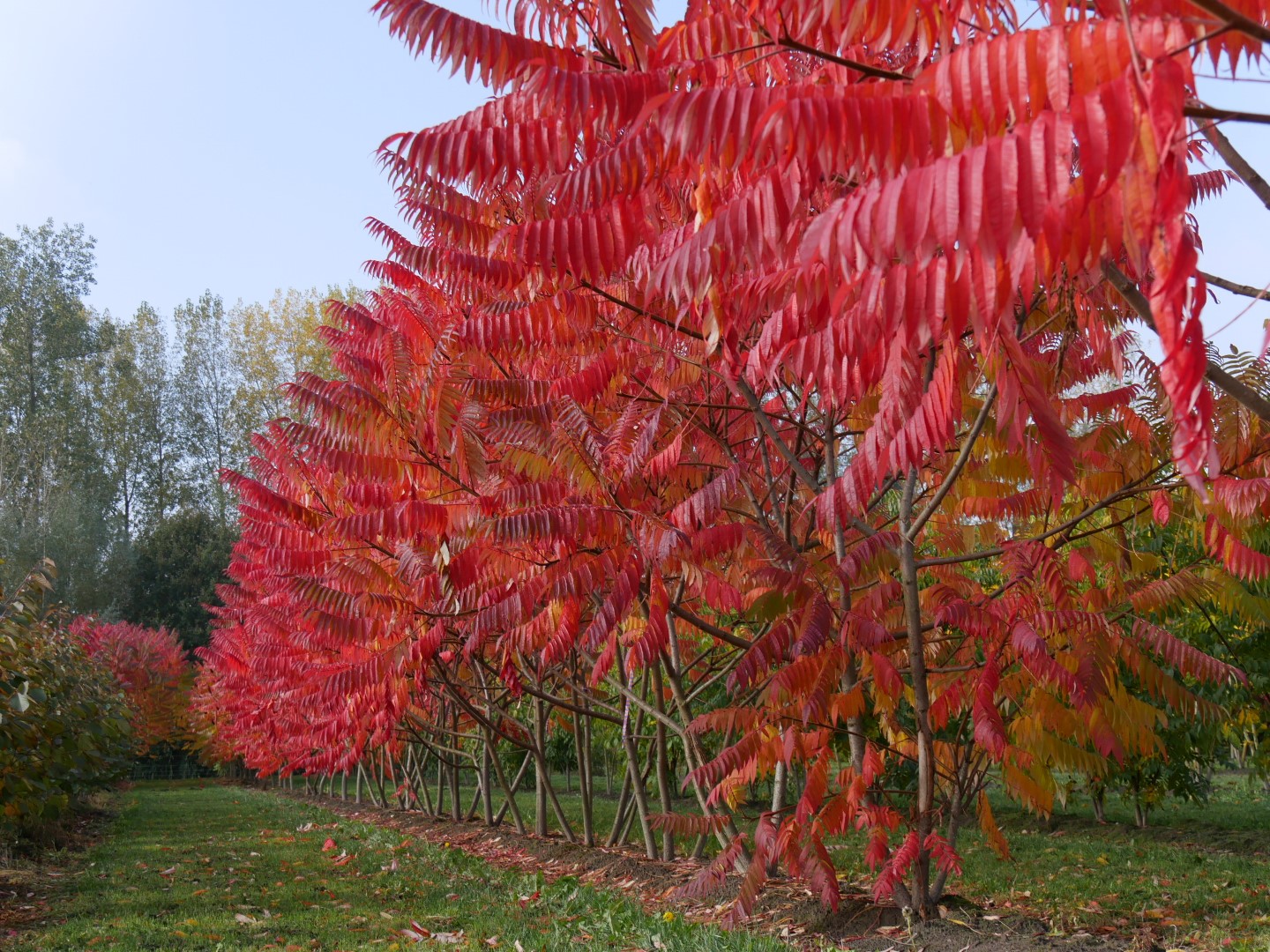 Rhus typhina Sumac de Virginie, Vinaigrier Van den Berk Pépinières