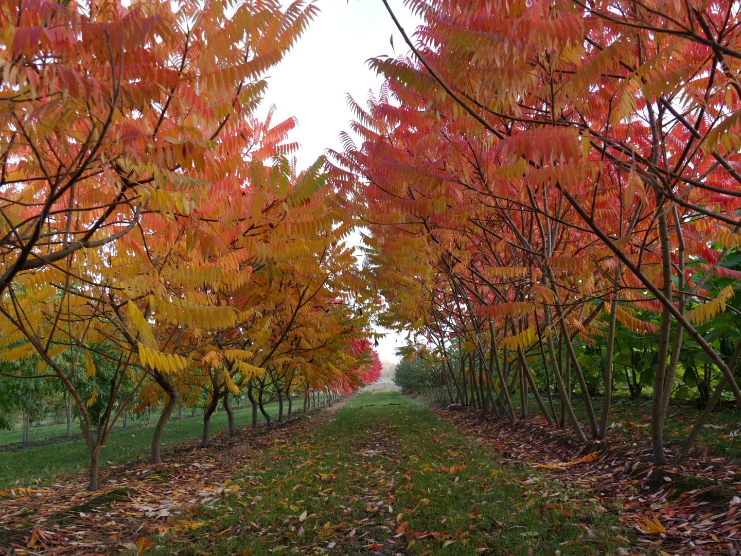 Vinaigrier - Rhus typhina