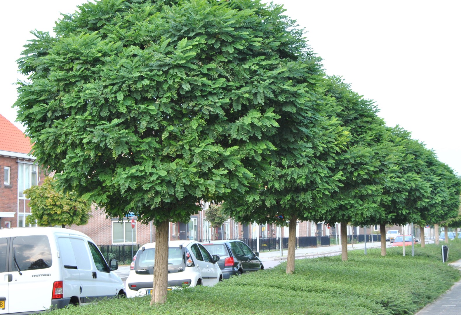 robinia