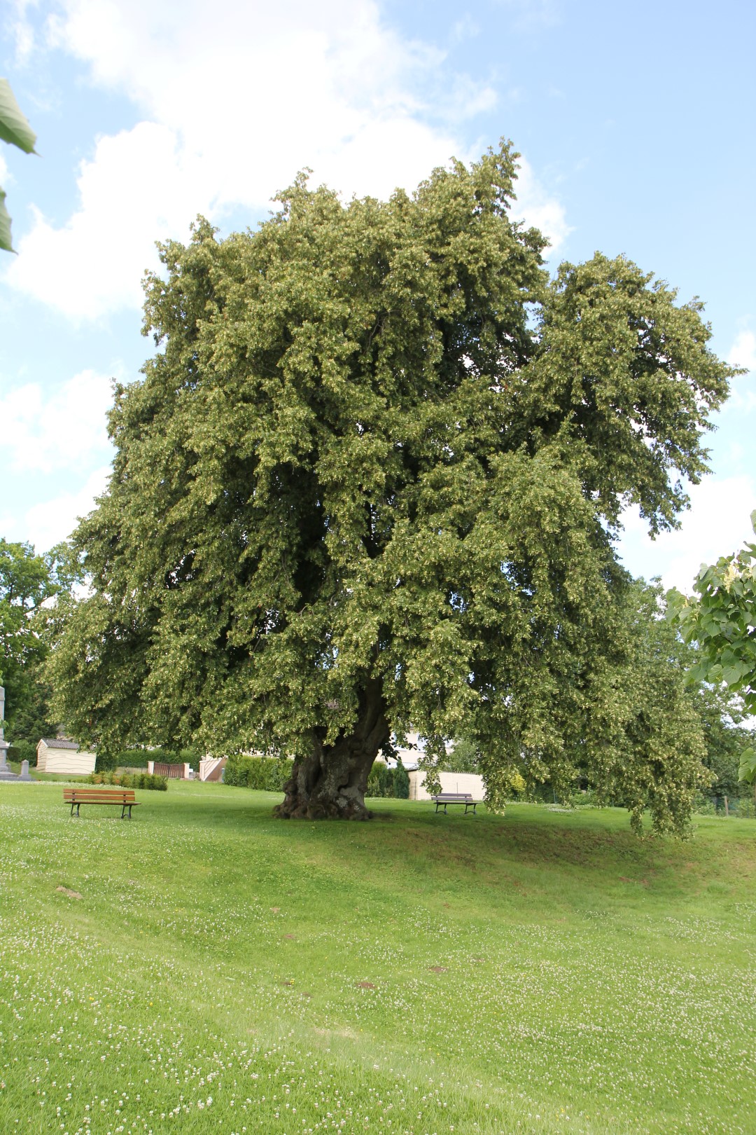 Définition  Tilleul à petites feuilles - Tilia cordata - Tilleul