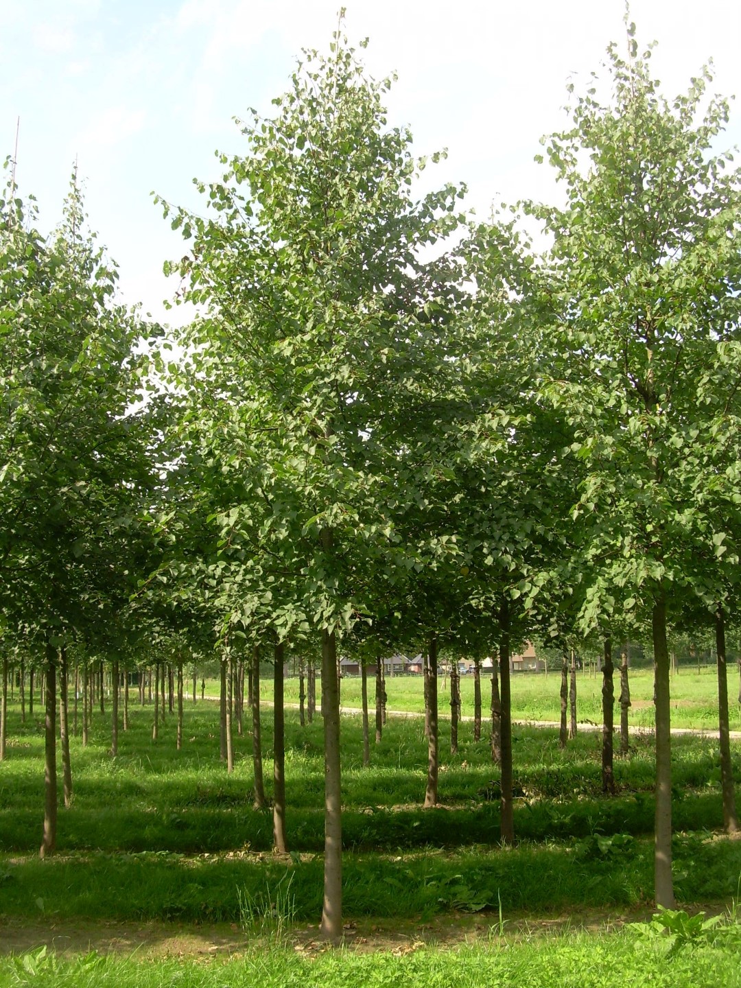 TILIA CORDATA - Tilleul à petites feuilles : taille 60/90 cm