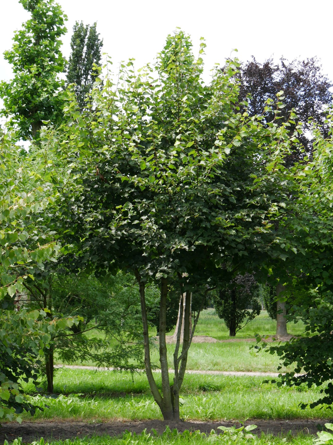 TILIA CORDATA - Tilleul à petites feuilles : lot de 10 pieds