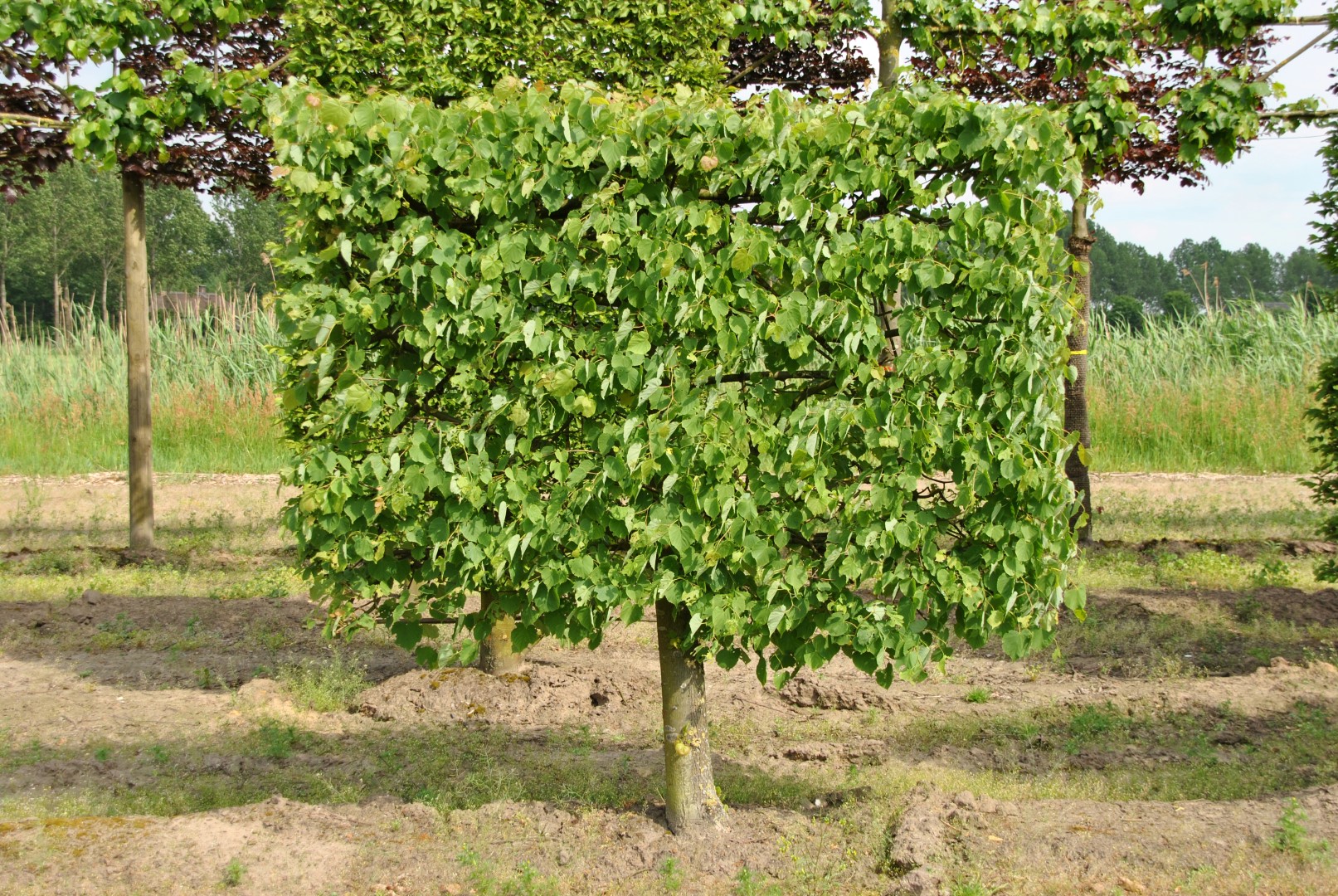 Tilleul à petites feuilles - Tilia cordata - Le Jardin du Pic Vert