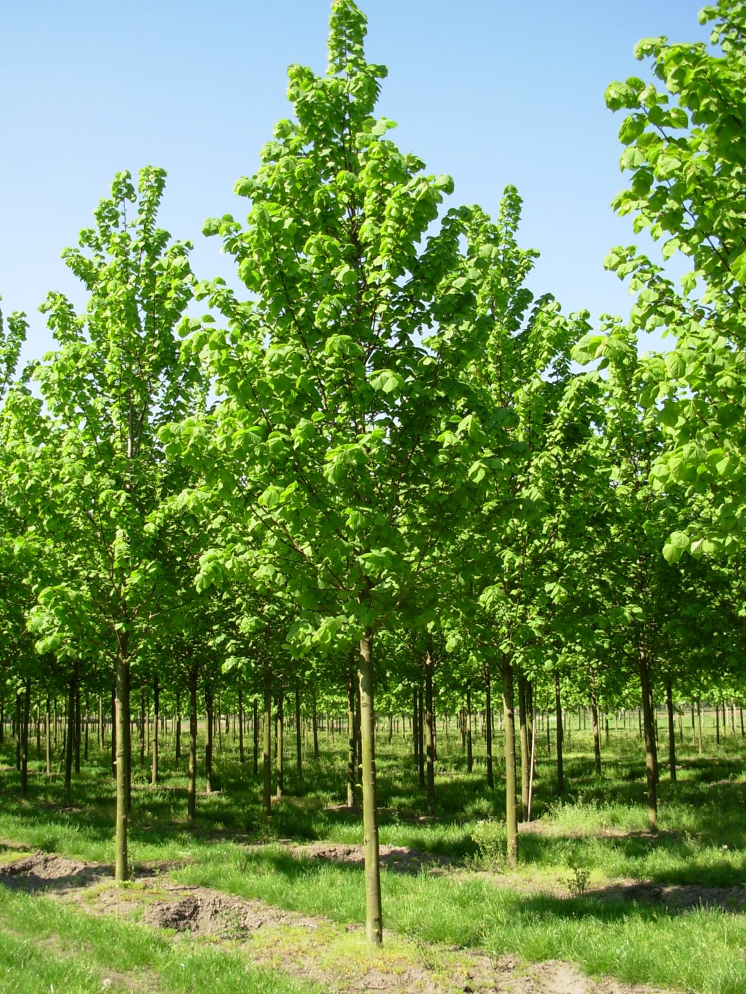 TILIA platyphyllos (Tilleul de Hollande)