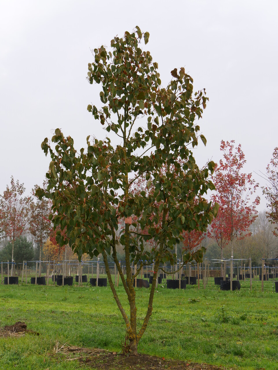 Tilleul de Henry, Tilia henryana : Plantation, Entretien