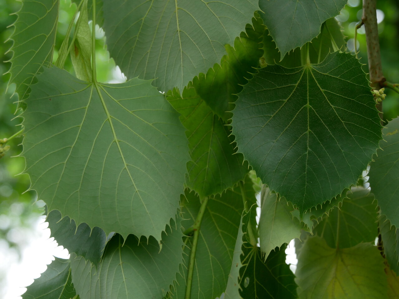 Tilleul de Henry, Tilia henryana : Plantation, Entretien