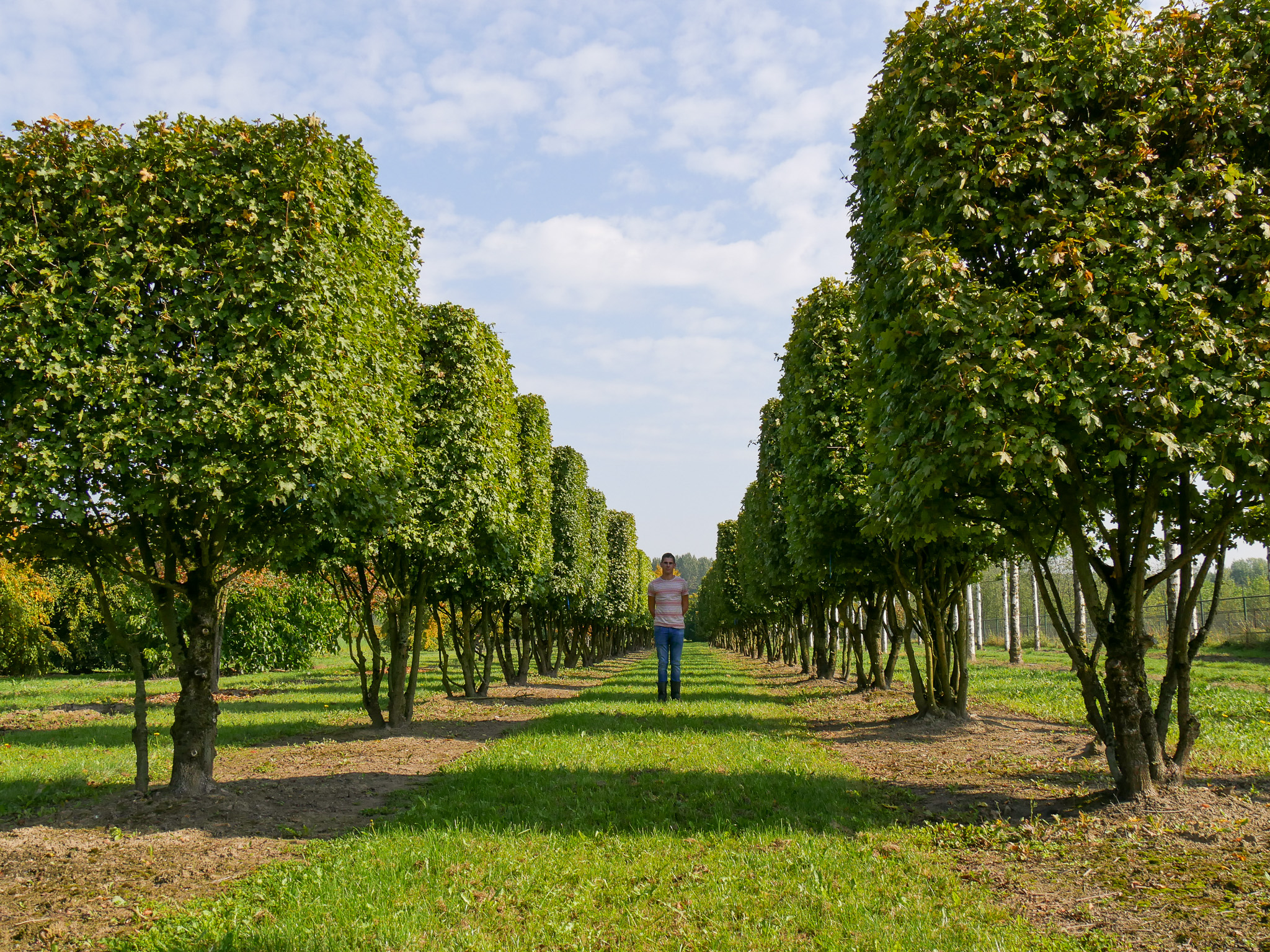 Acer campestre  Érable champêtre - Van den Berk Pépinières