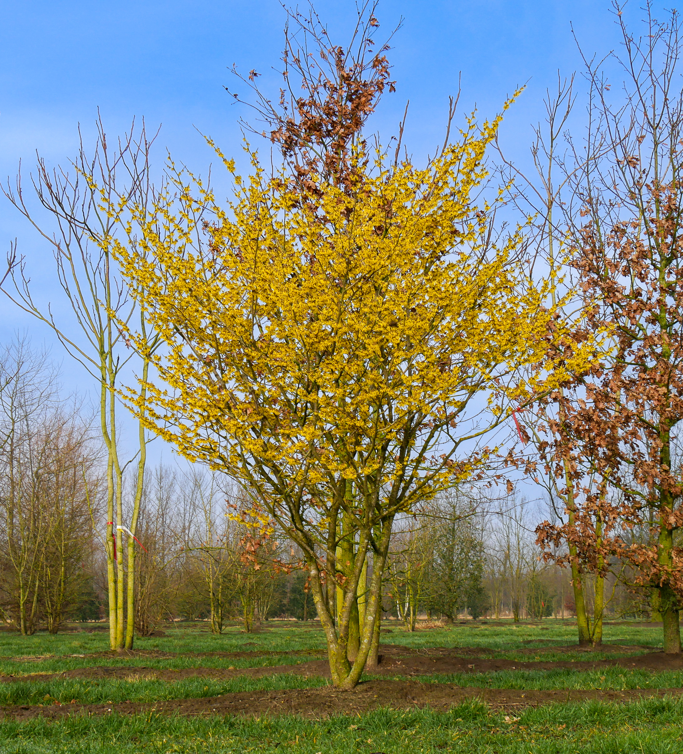 Hamamelis ×intermedia 'Arnold Promise'  Hamamelis ×intermedia 'Arnold  Promise' - Van den Berk Pépinières