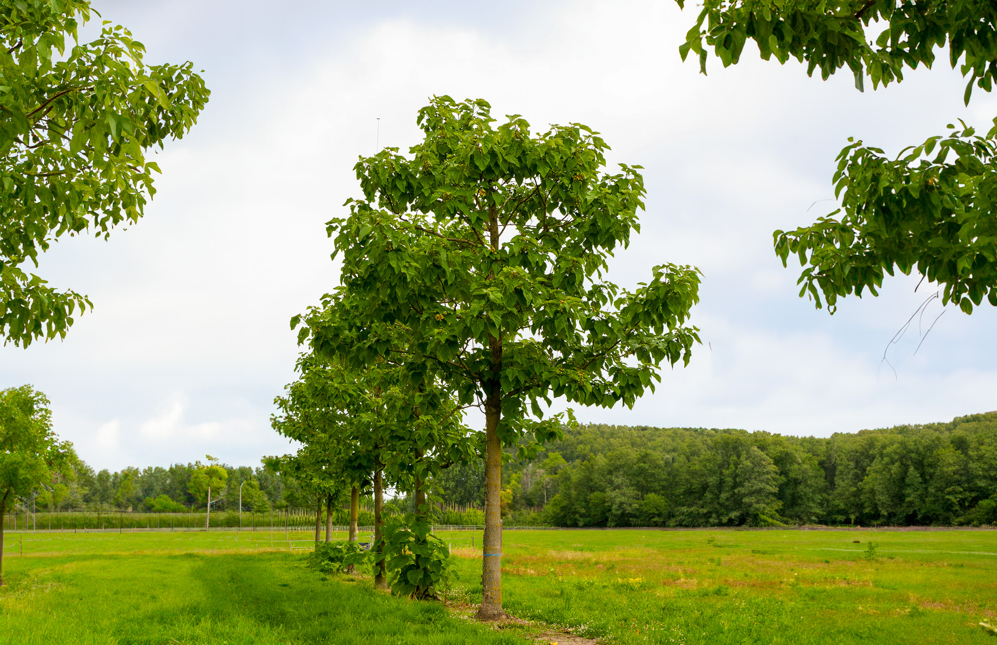 Paulownia tomentosa (arbre impérial)