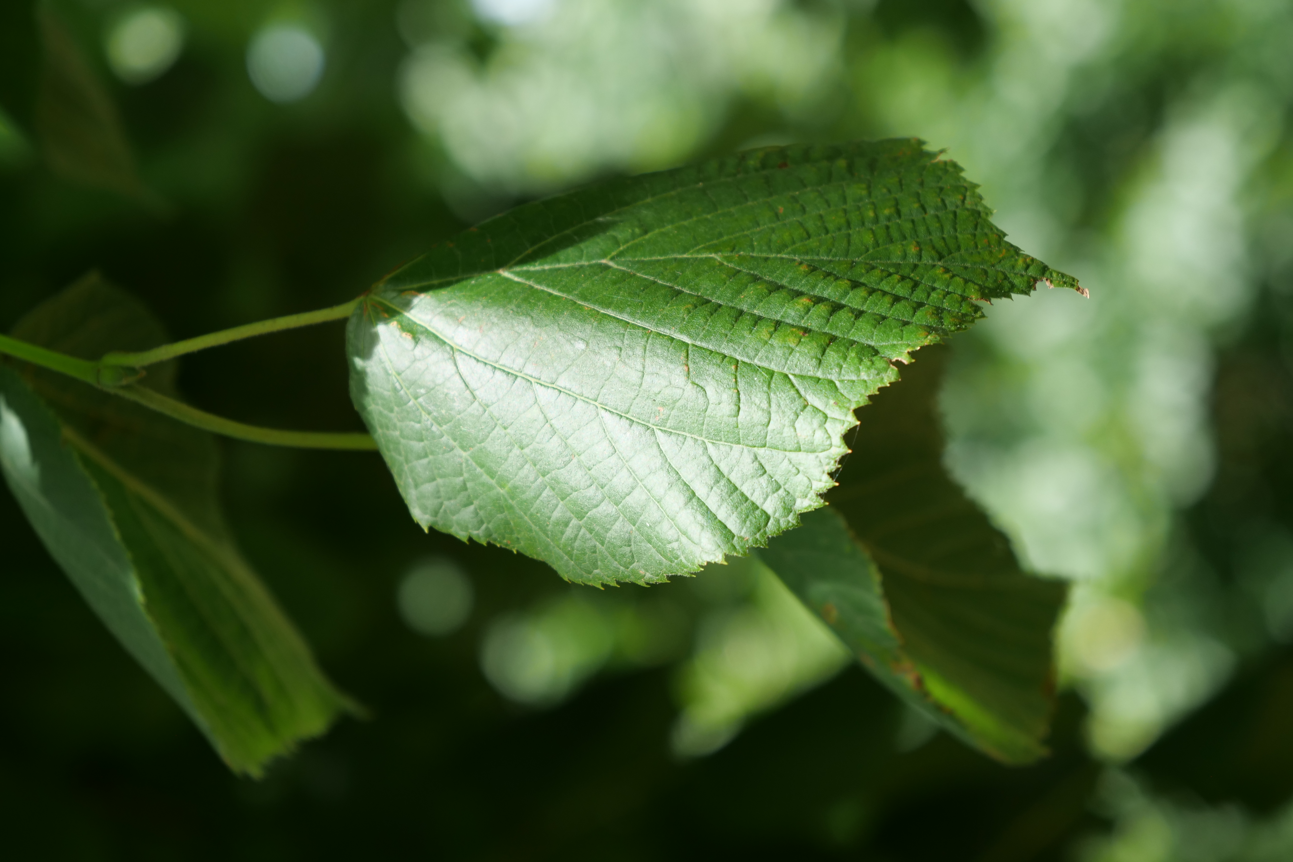 Graines de Tilleul à grandes feuilles - Semences de Tilia platyphyllos