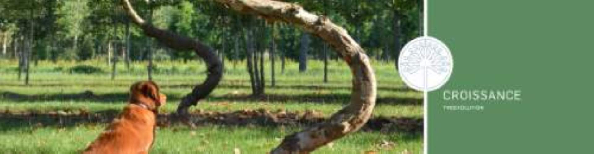 Header - treevolution - the swing