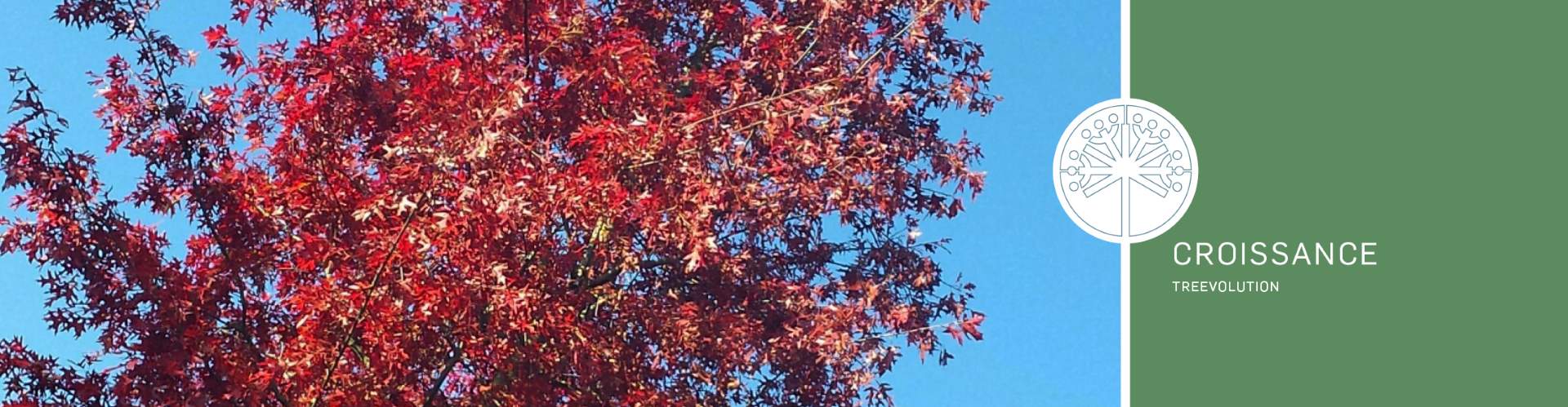Header - treevolution - Quercus header