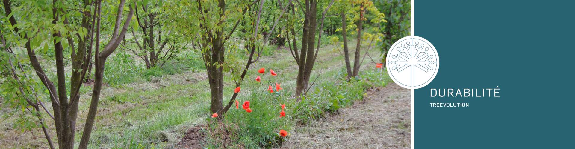 Header - treevolution - Quercus header