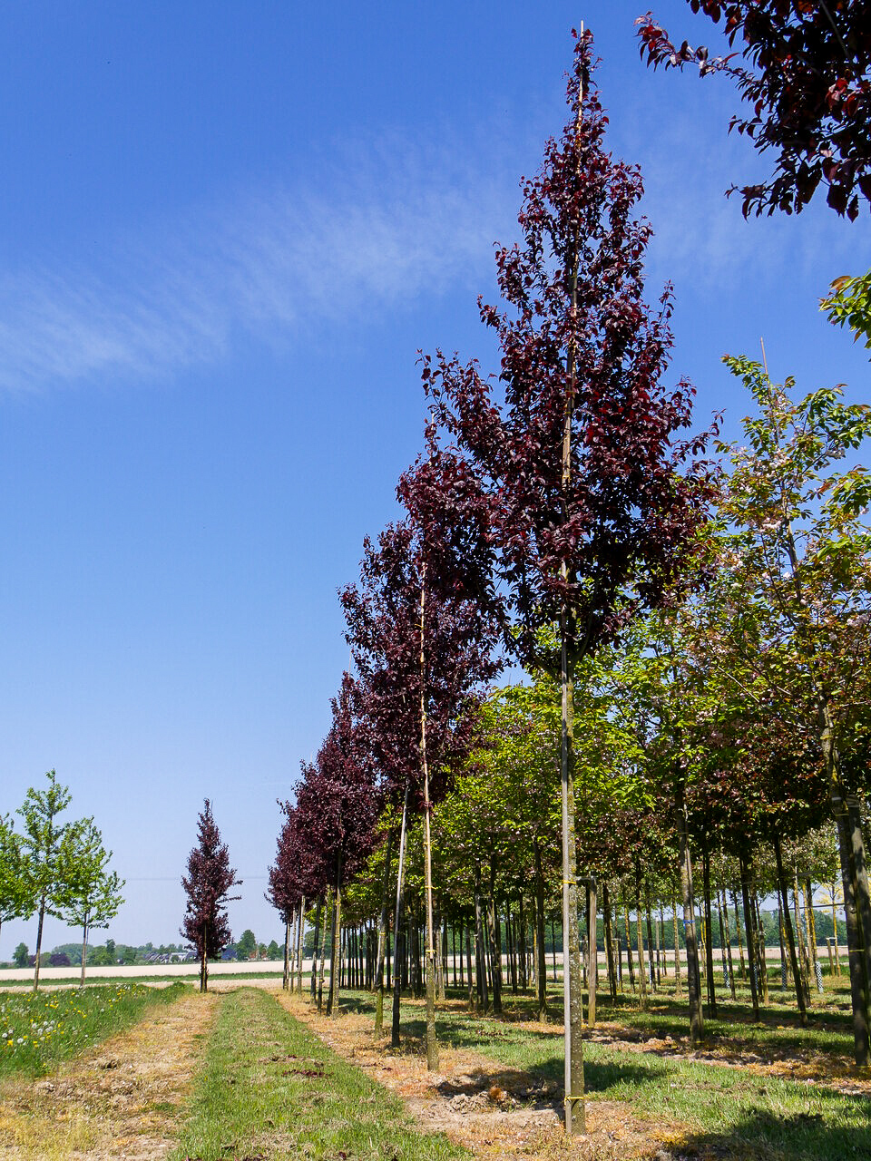 Arbres à Feuilles Pourpres