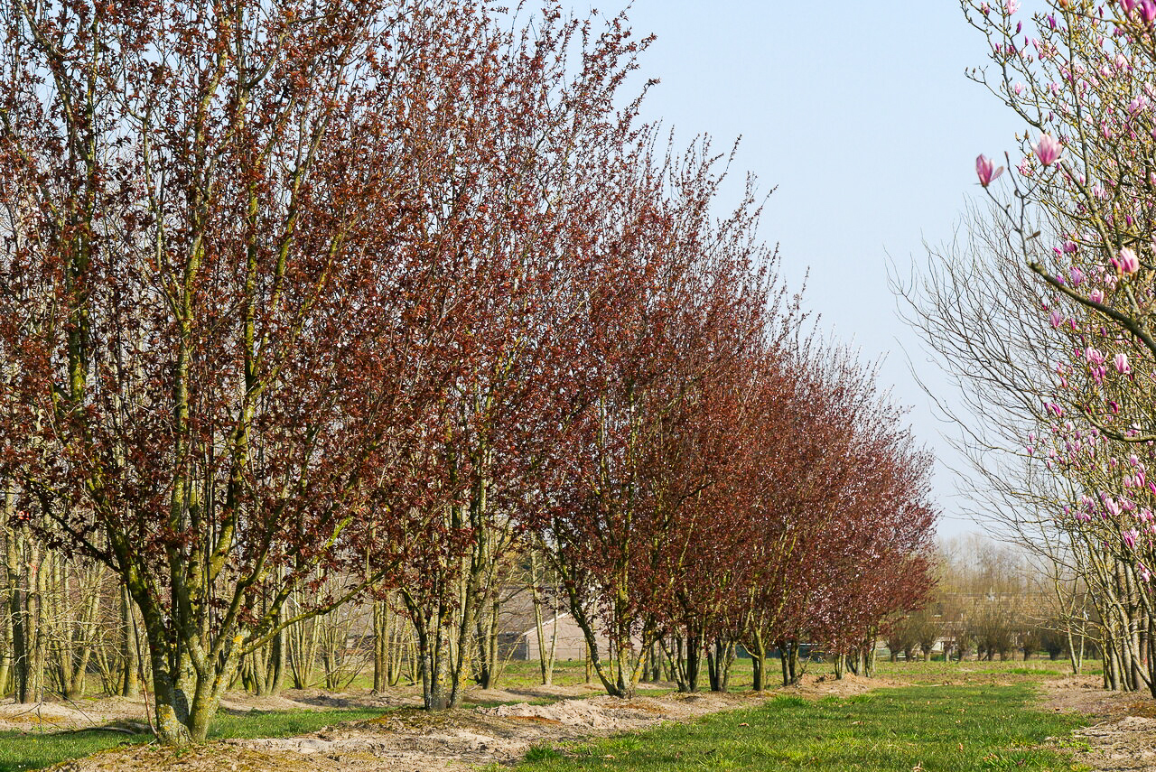 Prunus cerasifera 'Nigra' Prunier à feuilles pourpres Van den Berk — free download
