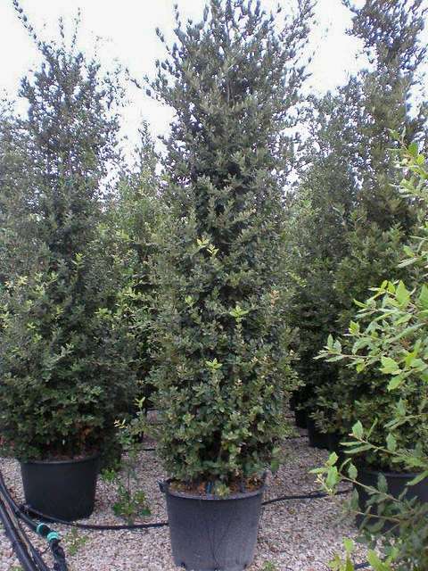Quercus Ilex Ch ne Vert Ch ne Yeuse Van Den Berk P pini res