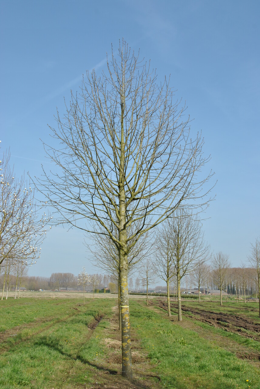 TILIA tomentosa / TILLEUL ARGENTE