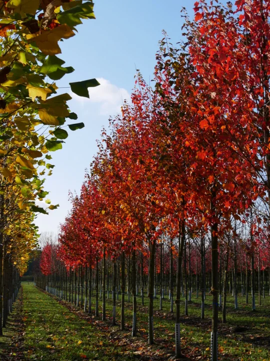 SAFLAX - Erable Rouge - 20 Graines - Acer Rubrum