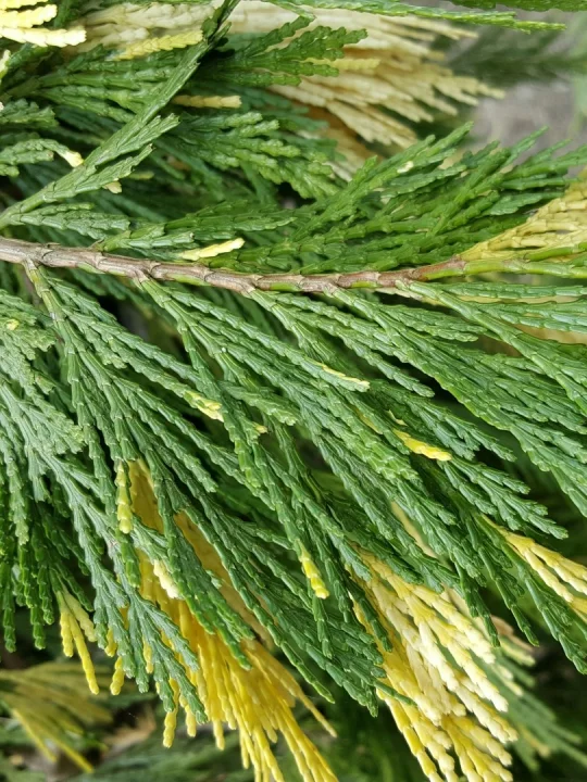 Cèdre D'Atlas à Colonne (Calocedrus Decurrens) 100-125 Cm - Plante De Jardin En Conteneur, Croissance Naturelle