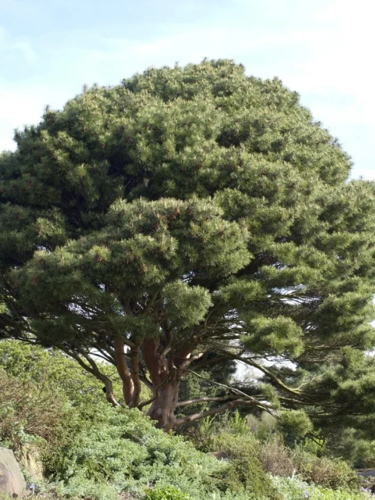 Pinus Densiflora Umbraculifera Pinus Densiflora Umbraculifera Van Den Berk Pepinieres