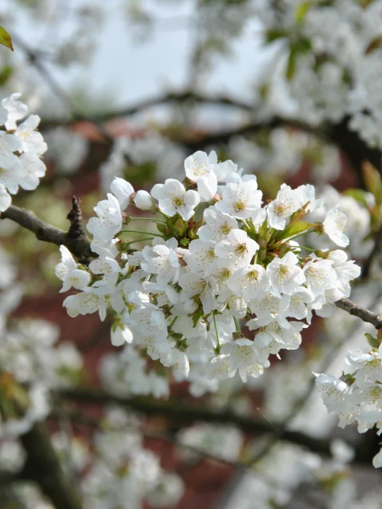 Prunus avium | Merisier, Cerisier sauvage - Van den Berk ...