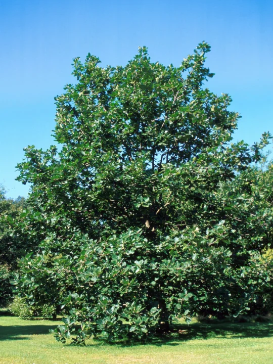 Quercus macranthera | Chêne de Perse, Chêne du Caucase - Van den Berk ...