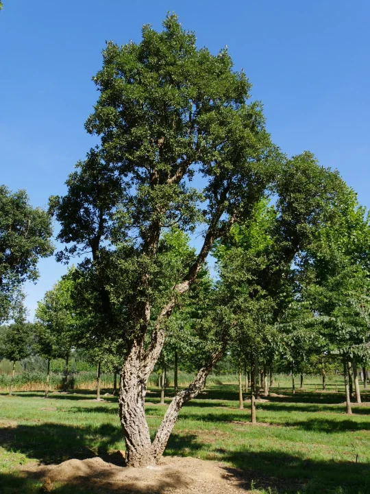 Quercus Suber Chene Liege Corcier Surier Van Den Berk Pepinieres