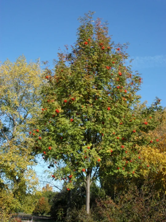 Sorbus Aucuparia Sorbier Commun Sorbier Des Oiseleurs Van Den Berk sorbus-aucuparia-sorbier-commun-sorbier-des-oiseleurs-van-den-berk