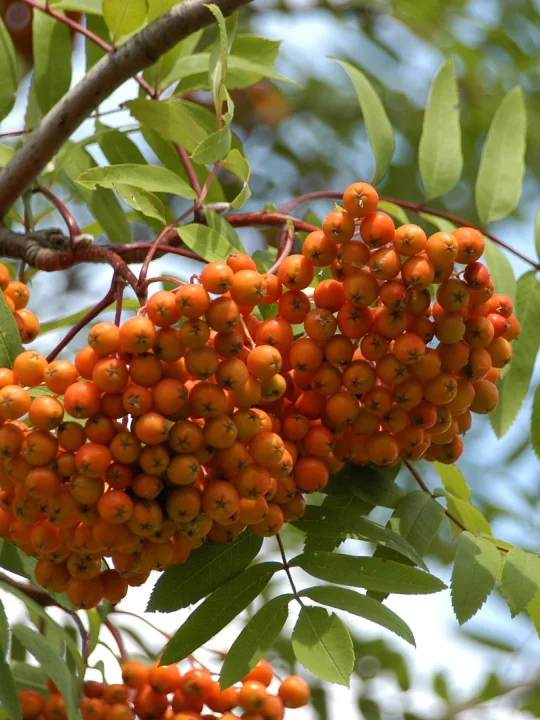  Sorbus  aucuparia var edulis Sorbus  aucuparia var 