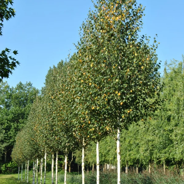Betula albosinensis – Bouleau de Chine